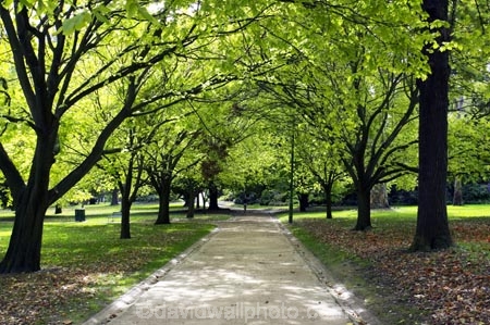 australasia;Australia;australian;avenue;avenues;deciduous;footpath;footpaths;Kings-Domain;Melbourne;park;parkland;parklands;parks;path;paths;Pathway;pathways;tree;Trees;Victoria