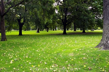 australasia;Australia;australian;deciduous;grass;grassy;Kings-Domain;lawn;lawns;Melbourne;park;parkland;parklands;parks;tree;Trees;Victoria