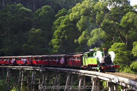 australasia;Australia;australian;bridge;bridges;bush;carriage;carriages;children;Dandenong-Ranges;dandenongs;eucalypt;eucalypts;eucalyptus-trees;eucalyptus-treet;excursion;forest;forests;gum-trees;Melbourne;native-bush;native-trees;passenger;passenger-train;passenger-trains;passengers;Puffing-Billy-Steam-Train;rail;railroad;railroads;rails;railway;railways;tourism;tourist;tourist-train;tourist-trains;tourists;track;tracks;train;trains;transport;transportation;tree;trees;trip;viaduct;viaducts;Victoria;wagon;wagons;wooden-bridge;wooden-bridges;wooden-viaduct;wooden-viaducts