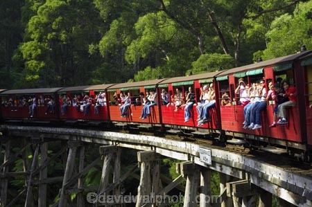 australasia;Australia;australian;bridge;bridges;bush;carriage;carriages;children;Dandenong-Ranges;dandenongs;eucalypt;eucalypts;eucalyptus-trees;eucalyptus-treet;excursion;forest;forests;gum-trees;Melbourne;native-bush;native-trees;passenger;passenger-train;passenger-trains;passengers;Puffing-Billy-Steam-Train;rail;railroad;railroads;rails;railway;railways;tourism;tourist;tourist-train;tourist-trains;tourists;track;tracks;train;trains;transport;transportation;tree;trees;trip;viaduct;viaducts;Victoria;wagon;wagons;wooden-bridge;wooden-bridges;wooden-viaduct;wooden-viaducts