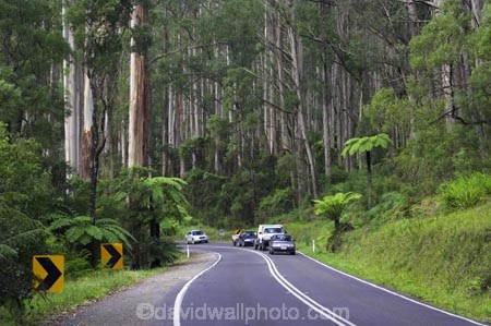 australasia;Australia;australian;bend;bends;bush;car-cars;centre-line;centre-lines;centre_line;centre_lines;centreline;centrelines;corner;corners;Dandenong-Ranges;dandenongs;driving;eucalypt;eucalypts;eucalyptus-trees;forest;forests;gum-trees;highway;highways;Melbourne;native-bush;native-trees;open-road;open-roads;road;road-trip;roads;straight;traffic;transport;transportation;travel;traveling;travelling;tree;trees;trip;Victoria