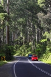 australasia;Australia;australian;bend;bends;bush;car-cars;centre-line;centre-lines;centre_line;centre_lines;centreline;centrelines;corner;corners;Dandenong-Ranges;dandenongs;driving;eucalypt;eucalypts;eucalyptus-trees;forest;forests;gum-trees;highway;highways;Melbourne;native-bush;native-trees;open-road;open-roads;red-car;red-cars;road;road-trip;roads;straight;traffic;transport;transportation;travel;traveling;travelling;tree;trees;trip;Victoria