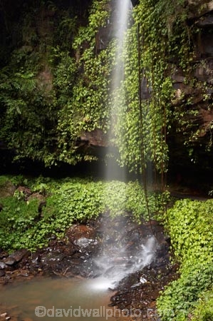 Australasian;Australia;Australian;cascade;cascades;Central-Eastern-Rainforest-Reserves;creek;creeks;Crystal-Falls;Crystal-Shower-falls;Dorrigo-N.P.;Dorrigo-National-Park;Dorrigo-NP;Dorrigo-Rainforest;falls;forest;forests;Gondwana-Rainforests-of-Australia;green;lush;Mid-North-Coast;Mid-North-Coast-NSW;Mid-North-Nsw;Mid-Northern-NSW;N.S.W.;natural;nature;New-South-Wales;NSW;overhang;rainforest;rainforests;scene;scenic;stream;streams;verdant;water;water-fall;water-falls;waterfall;Waterfall-Way;waterfalls;wet;Wonga-Walk;World-Heritage-Site