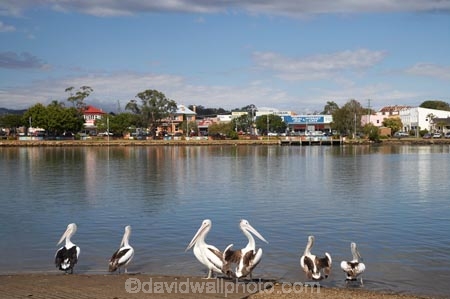 Australasian;Australia;Australian;Australian-Pelican;Australian-Pelicans;bill;bird;Macksville;Mid-North-Coast;Mid-North-Coast-NSW;Mid-North-Nsw;Mid-Northern-NSW;N.S.W.;Nambucca-River;New-South-Wales;NSW;Pelecanus-conspicillatus;Pelican;Pelicans;river;rivers