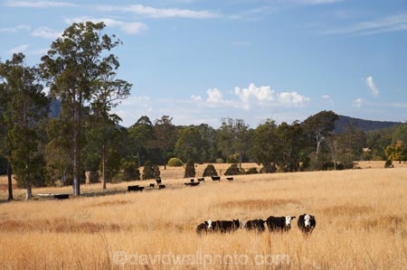 agricultural;agriculture;Australasian;Australia;Australian;cattel;country;countryside;cow;Cows;dry;Dry-Farmland;farm;farming;farmland;farms;field;fields;licestock;meadow;meadows;Mid-North-Coast;Mid-North-Coast-NSW;Mid-North-Nsw;Mid-Northern-NSW;N.S.W.;New-South-Wales;NSW;Oxley-Highway;paddock;paddocks;pasture;pastures;rural;stock;Wauchope