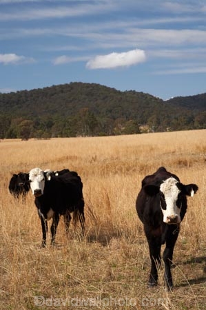 agricultural;agriculture;Australasian;Australia;Australian;cattel;country;countryside;cow;Cows;dry;Dry-Farmland;farm;farming;farmland;farms;field;fields;licestock;meadow;meadows;Mid-North-Coast;Mid-North-Coast-NSW;Mid-North-Nsw;Mid-Northern-NSW;N.S.W.;New-South-Wales;NSW;Oxley-Highway;paddock;paddocks;pasture;pastures;rural;stock;Wauchope