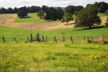 agricultural;agriculture;Australasian;Australia;Australian;country;countryside;farm;farming;Farmland;farms;field;fields;Greater-Taree-Region;green;Innes-View-Road;lush;meadow;meadows;Mid-North-Coast;Mid-North-Coast-NSW;Mid-North-Nsw;Mid-Northern-NSW;N.S.W.;New-South-Wales;NSW;paddock;paddocks;pasture;pastures;rural;spring;Spring-Flowers