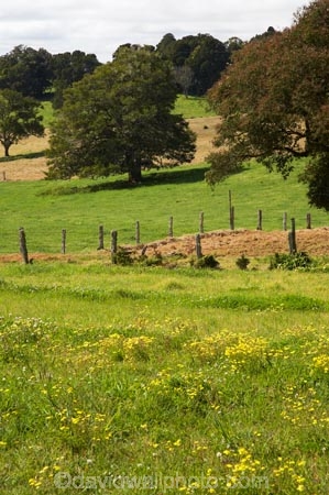 agricultural;agriculture;Australasian;Australia;Australian;country;countryside;farm;farming;Farmland;farms;field;fields;Greater-Taree-Region;green;Innes-View-Road;lush;meadow;meadows;Mid-North-Coast;Mid-North-Coast-NSW;Mid-North-Nsw;Mid-Northern-NSW;N.S.W.;New-South-Wales;NSW;paddock;paddocks;pasture;pastures;rural;spring;Spring-Flowers