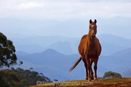animal;animals;Australasian;Australia;Australian;Colling-Rd;Colling-Road;Elands;equestrian;farm;farms;horse;horses;N.S.W.;New-South-Wales;NSW;view;views