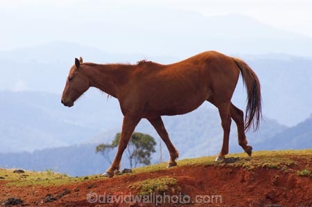 animal;animals;Australasian;Australia;Australian;Colling-Rd;Colling-Road;Elands;equestrian;farm;farms;horse;horses;N.S.W.;New-South-Wales;NSW;view;views