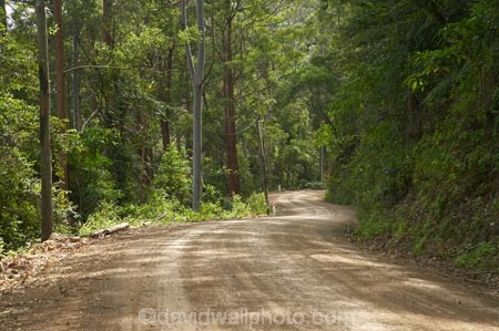 Australasian;Australia;Australian;Boorganna;bush;Colling-Rd;Colling-Road;countryside;Elands;eucalypt;eucalypts;eucalyptus;Eucalyptus-Trees;eucalytis;forest;forests;gravel-road;gravel-roads;Greater-Taree-Region;gum;gum-tree;gum-trees;gums;metal-road;metal-roads;metalled-road;metalled-roads;Mid-North-Coast;Mid-North-Coast-NSW;Mid-North-Nsw;Mid-Northern-NSW;N.S.W.;New-South-Wales;NSW;road;roads;rural;tree;trees