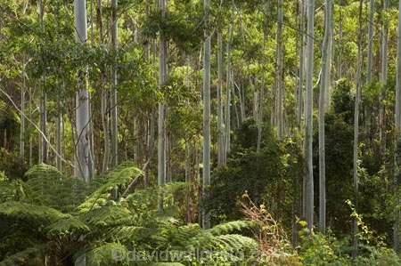 Australasian;Australia;Australian;Boorganna;bush;Colling-Rd;Colling-Road;Elands;eucalypt;eucalypts;eucalyptus;Eucalyptus-Trees;eucalytis;forest;forests;Greater-Taree-Region;gum;gum-tree;gum-trees;gums;Mid-North-Coast;Mid-North-Coast-NSW;Mid-North-Nsw;Mid-Northern-NSW;N.S.W.;New-South-Wales;NSW;tree;trees;trunk;trunks