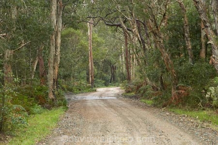 Australasian;Australia;Australian;bush;countryside;eucalypt;eucalypts;eucalyptus;Eucalyptus-Trees;eucalytis;forest;forests;gravel-road;gravel-roads;gum;gum-tree;gum-trees;gums;metal-road;metal-roads;metalled-road;metalled-roads;Mid-North-Coast;Mid-North-Coast-NSW;Mid-North-Nsw;Mid-Northern-NSW;Myall-Lake;N.S.W.;New-South-Wales;NSW;road;roads;rural;Track;tree;trees