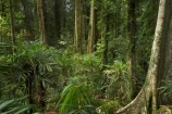 Australasian;Australia;Australian;buttress-root;buttress-roots;Central-Eastern-Rainforest-Reserves;Dorrigo-N.P.;Dorrigo-National-Park;Dorrigo-NP;Dorrigo-Rainforest;forest;forests;Gondwana-Rainforests-of-Australia;green;lush;Mid-North-Coast;Mid-North-Coast-NSW;Mid-North-Nsw;Mid-Northern-NSW;N.S.W.;New-South-Wales;NSW;rainforest;rainforests;timber;tree;tree-trunk;tree-trunks;trees;trunk;trunks;verdant;Waterfall-Way;Wonga-Walk;wood;World-Heritage-Site