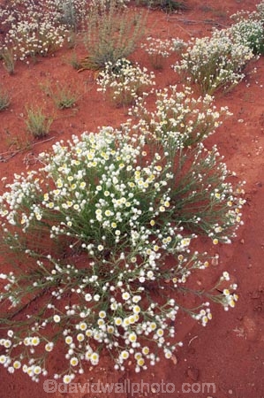 arid;Australasia;Australia;Australian;Australian-Desert;Australian-Deserts;Australian-Outback;back-country;backcountry;backwoods;country;countryside;Desert;deserts;dry;flower;flowers;geographic;geography;N.S.W.;New-South-Wales;NSW;outback;red-centre;remote;remoteness;rock;rural;sand;wild-flower;wild-flowers;wilderness;wildflower;wildflowers