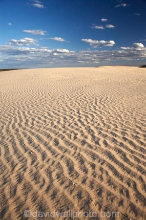 arid;Australasia;Australia;Australian;Australian-Desert;Australian-Deserts;Australian-Outback;back-country;backcountry;backwoods;country;countryside;desert;deserts;dry;dune;dunes;geographic;geography;lizard-print;lizard-prints;lizard-track;lizard-tracks;Mungo-N.P.;Mungo-National-Park;Mungo-NP;N.S.W.;New-South-Wales;NSW;outback;prints;red-centre;remote;remoteness;ripple;ripples;rural;sand;sand-dune;sand-dunes;sand-hill;sand-hills;sand-ripple;sand-ripples;sand_dune;sand_dunes;sand_hill;sand_hills;sanddune;sanddunes;sandhill;sandhills;sandy;wilderness;wind-ripple;wind-ripples