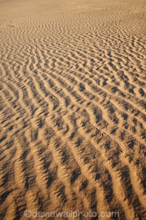 arid;Australasia;Australia;Australian;Australian-Desert;Australian-Deserts;Australian-Outback;back-country;backcountry;backwoods;country;countryside;desert;deserts;dry;dune;dunes;geographic;geography;lizard-print;lizard-prints;lizard-track;lizard-tracks;Mungo-N.P.;Mungo-National-Park;Mungo-NP;N.S.W.;New-South-Wales;NSW;outback;prints;red-centre;remote;remoteness;ripple;ripples;rural;sand;sand-dune;sand-dunes;sand-hill;sand-hills;sand-ripple;sand-ripples;sand_dune;sand_dunes;sand_hill;sand_hills;sanddune;sanddunes;sandhill;sandhills;sandy;wilderness;wind-ripple;wind-ripples