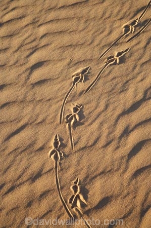 arid;Australasia;Australia;Australian;Australian-Desert;Australian-Deserts;Australian-Outback;back-country;backcountry;backwoods;country;countryside;desert;deserts;dry;dune;dunes;geographic;geography;lizard-print;lizard-prints;lizard-track;lizard-tracks;Mungo-N.P.;Mungo-National-Park;Mungo-NP;N.S.W.;New-South-Wales;NSW;outback;prints;red-centre;remote;remoteness;ripple;ripples;rural;sand;sand-dune;sand-dunes;sand-hill;sand-hills;sand-ripple;sand-ripples;sand_dune;sand_dunes;sand_hill;sand_hills;sanddune;sanddunes;sandhill;sandhills;sandy;wilderness;wind-ripple;wind-ripples