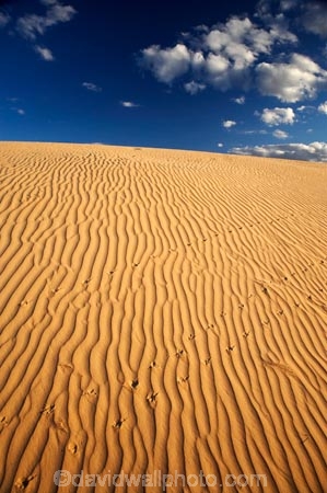 arid;Australasia;Australia;Australian;Australian-Desert;Australian-Deserts;Australian-Outback;back-country;backcountry;backwoods;country;countryside;desert;deserts;dry;dune;dunes;geographic;geography;lizard-print;lizard-prints;lizard-track;lizard-tracks;Mungo-N.P.;Mungo-National-Park;Mungo-NP;N.S.W.;New-South-Wales;NSW;outback;prints;red-centre;remote;remoteness;ripple;ripples;rock;rural;sand;sand-dune;sand-dunes;sand-hill;sand-hills;sand-ripple;sand-ripples;sand_dune;sand_dunes;sand_hill;sand_hills;sanddune;sanddunes;sandhill;sandhills;sandy;tracks;wilderness;wind-ripple;wind-ripples