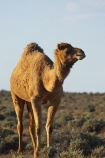 animal;animals;arid;Australasia;Australasian;Australia;Australian;Australian-Desert;Australian-Deserts;Australian-Outback;back-country;backcountry;backwoods;Broken-Hill;camel;camels;country;countryside;desert;desert-animal;desert-animals;deserts;dromedaries;dromedary;dry;geographic;geography;mammal;mammals;N.S.W.;New-South-Wales;NSW;outback;red-centre;remote;remoteness;rural;sand;Silverton;wilderness