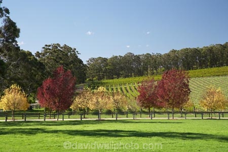 agricultural;agriculture;Australasia;Australia;autuminal;autumn;autumn-colour;autumn-colours;autumnal;blue;Bowral;Centennial-Vineyards;color;colors;colour;colours;country;countryside;crop;crops;cultivation;deciduous;fall;farm;farming;farmland;farms;field;fields;grape;grapes;grapevine;green;horticulture;leaf;leaves;N.S.W.;New-South-Wales;NSW;red;row;rows;rural;season;seasonal;seasons;South-New-South-Wales;Southern-Highlands;Southern-New-South-Wales;tree;trees;vine;vines;vineyard;vineyards;vintage;wine;wineries;winery;wines;yellow