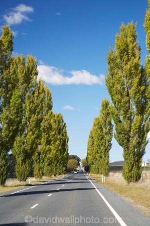 Australasia;Australia;autuminal;autumn;autumn-colour;autumn-colours;autumnal;avenue;avenues;Braidwood;color;colors;colour;colours;deciduous;driving;fall;highway;highways;Kings-Highway;leaf;leaves;N.S.W.;New-South-Wales;NSW;open-road;open-roads;poplar;poplar-tree;poplar-trees;poplars;road;road-trip;roads;season;seasonal;seasons;South-New-South-Wales;Southern-New-South-Wales;Southern-Tablelands;straight;transport;transportation;travel;traveling;travelling;tree;trees;trip