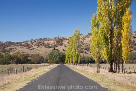 australasia;Australasian;Australia;australian;autuminal;autumn;autumn-colour;autumn-colours;autumnal;Brungle;color;colors;colour;colours;deciduous;driving;fall;Gundagai-_-Tumut-Rd;Gundagai-_-Tumut-Road;Gundagai-Brungle-Rd;Gundagai-Brungle-Road;leaf;leaves;N.S.W.;New-South-Wales;NSW;open-road;open-roads;poplar;poplar-tree;poplar-trees;poplars;road;road-trip;roads;season;seasonal;seasons;South-New-South-Wales;South-West-Slopes;Southern-New-South-Wales;straight;Tarrabandra;transport;transportation;travel;traveling;travelling;tree;trees;trip