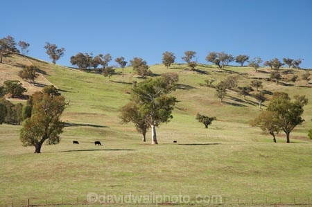 agricultural;agriculture;australasia;Australasian;Australia;australian;country;countryside;cow;cows;crop;crops;farm;farming;farmland;farms;field;fields;Gundagai-_-Tumut-Rd;Gundagai-_-Tumut-Road;horticulture;meadow;meadows;N.S.W.;New-South-Wales;NSW;paddock;paddocks;pasture;pastures;rural;South-New-South-Wales;Southern-New-South-Wales
