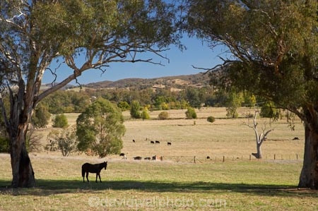 agricultural;agriculture;animal;animals;australasia;Australasian;Australia;australian;Bombowlee;country;countryside;eucalypt;eucalypts;eucalyptus;eucalytis;farm;farming;farmland;farms;field;fields;gum;gum-tree;gum-trees;gums;Gundagai-_-Tumut-Rd;Gundagai-_-Tumut-Road;horse;horses;horticulture;mammal;mammals;meadow;meadows;N.S.W.;New-South-Wales;NSW;paddock;paddocks;pasture;pastures;rural;South-New-South-Wales;Southern-New-South-Wales;tree;trees