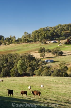 agricultural;agriculture;animal;animals;australasia;Australasian;Australia;australian;Batlow;cattle;country;countryside;cow;cows;farm;farming;farmland;farms;field;fields;horticulture;mammal;mammals;meadow;meadows;N.S.W.;New-South-Wales;NSW;paddock;paddocks;pasture;pastures;rural;Snowy-Mountains;Snowy-Mountains-Drive;South-New-South-Wales;South-West-Slopes;Southern-New-South-Wales;stock