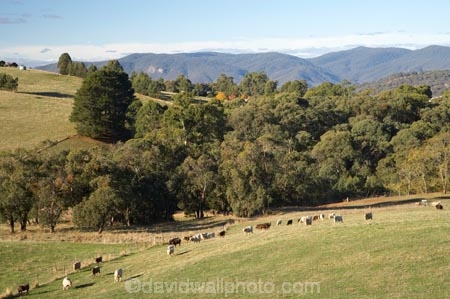 agricultural;agriculture;animal;animals;australasia;Australasian;Australia;australian;Batlow;cattle;country;countryside;cow;cows;farm;farming;farmland;farms;field;fields;horticulture;mammal;mammals;meadow;meadows;N.S.W.;New-South-Wales;NSW;paddock;paddocks;pasture;pastures;rural;Snowy-Mountains;Snowy-Mountains-Drive;South-New-South-Wales;South-West-Slopes;Southern-New-South-Wales;stock