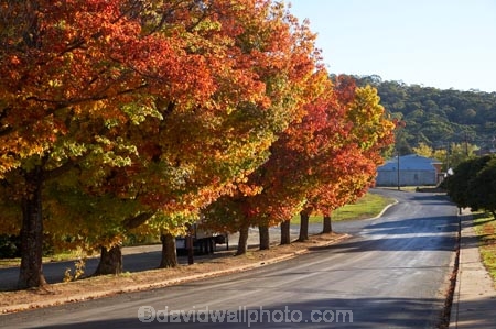 australasia;Australasian;Australia;australian;autuminal;autumn;autumn-colour;autumn-colours;autumnal;Batlow;color;colors;colour;colours;deciduous;fall;leaf;leaves;Memorial-Avenue;N.S.W.;New-South-Wales;NSW;oak;oak-tree;oak-trees;oaks;red;season;seasonal;seasons;Snowy-Mountains;Snowy-Mountains-Drive;South-New-South-Wales;South-West-Slopes;Southern-New-South-Wales;tree;trees
