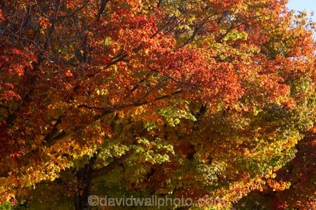 australasia;Australasian;Australia;australian;autuminal;autumn;autumn-colour;autumn-colours;autumnal;Batlow;color;colors;colour;colours;deciduous;fall;leaf;leaves;Memorial-Avenue;N.S.W.;New-South-Wales;NSW;oak;oak-tree;oak-trees;oaks;red;season;seasonal;seasons;Snowy-Mountains;Snowy-Mountains-Drive;South-New-South-Wales;South-West-Slopes;Southern-New-South-Wales;tree;trees