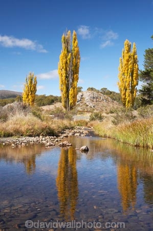 australasia;Australasian;Australia;australian;autuminal;autumn;autumn-colour;autumn-colours;autumnal;brook;brooks;calm;color;colors;colour;colours;creek;creeks;deciduous;fall;flow;Kosciuszko-N.P.;Kosciuszko-National-Park;Kosciuszko-NP;leaf;leaves;N.S.W.;New-South-Wales;NSW;placid;poplar;poplar-tree;poplar-trees;poplars;quiet;reflection;reflections;river;rivers;season;seasonal;seasons;serene;smooth;Snowy-Mountains;Snowy-Mountains-Drive;Snowy-Mountains-Highway;South-New-South-Wales;Southern-New-South-Wales;still;stream;streams;tranquil;tree;trees;water;wet;Yarrangobilly-River;Yarrangobilly-Village