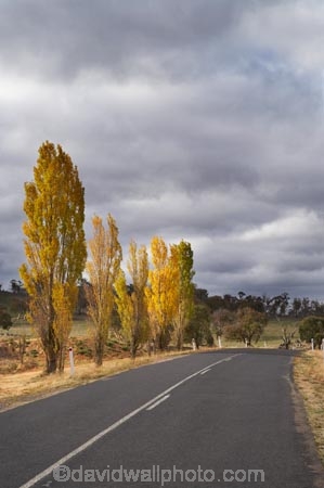 approaching-storm;approaching-storms;australasia;Australasian;Australia;australian;autuminal;autumn;autumn-colour;autumn-colours;autumnal;Berridale;black-cloud;black-clouds;cloud;clouds;cloudy;color;colors;colour;colours;dark-cloud;dark-clouds;deciduous;driving;fall;gray-cloud;gray-clouds;grey-cloud;grey-clouds;highway;highways;leaf;leaves;N.S.W.;New-South-Wales;NSW;open-road;open-roads;poplar;poplar-tree;poplar-trees;poplars;rain-cloud;rain-clouds;rain-storm;rain-storms;road;road-trip;roads;season;seasonal;seasons;Snowy-Mountains;Snowy-Mountains-Drive;South-New-South-Wales;Southern-New-South-Wales;storm;storm-cloud;storm-clouds;storms;thunder-storm;thunder-storms;thunderstorm;thunderstorms;transport;transportation;travel;traveling;travelling;tree;trees;trip;weather