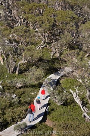 alpine;Australia;boy;boys;Charlotte-Pass;child;children;eucalypt;eucalypts;eucalyptus;eucalytis;families;family;girl;girls;gum;gum-tree;gum-trees;gums;Kangaroo-Ridge;Kosciuszko-N.P.;Kosciuszko-National-Park;Kosciuszko-NP;mountains;N.S.W.;New-South-Wales;NSW;people;person;snow-gum;snow-gums;Snow-Gums-Board-Walk;Snowy-Mountains;South-New-South-Wales;Southern-New-South-Wales;tourism;tourist;tourists;tree;trees;walker;walkers