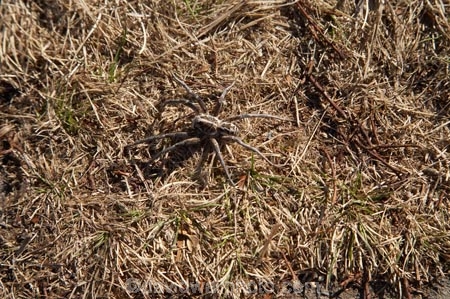 alpine;Australia;Kosciuszko-N.P.;Kosciuszko-National-Park;Kosciuszko-NP;Lycosidae;mountains;N.S.W.;New-South-Wales;NSW;Snowy-Mountains;South-New-South-Wales;Southern-New-South-Wales;spider;spiders;Wolf-Spider