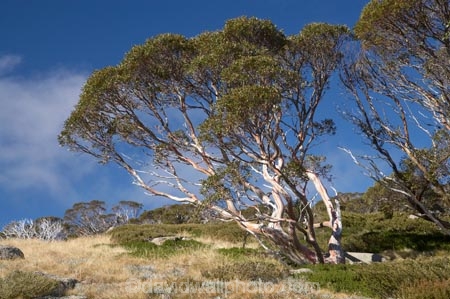 alpine;Australia;eucalypt;eucalypts;eucalyptus;eucalytis;gum;gum-tree;gum-trees;gums;Kosciuszko-N.P.;Kosciuszko-National-Park;Kosciuszko-NP;mountains;N.S.W.;New-South-Wales;NSW;snow-gum;snow-gums;Snowy-Mountains;South-New-South-Wales;Southern-New-South-Wales;tree;trees