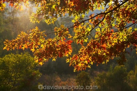 Alpine-Way;Australia;autuminal;autumn;autumn-colour;autumn-colours;autumnal;color;colors;colour;colours;deciduous;fall;Khancoban;leaf;leaves;N.S.W.;New-South-Wales;NSW;oak;oak-tree;oak-trees;oaks;season;seasonal;seasons;Snowy-Mountains;Snowy-Mountains-Drive;South-New-South-Wales;Southern-New-South-Wales;tree;trees