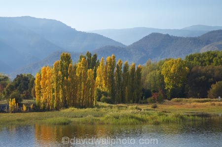 Alpine-Way;Australia;autuminal;autumn;autumn-colour;autumn-colours;autumnal;calm;color;colors;colour;colours;dam;dams;deciduous;fall;Khancoban;Khancoban-Dam;Khancoban-Pondage;Khancoban-Reservoir;lake;lakes;leaf;leaves;N.S.W.;New-South-Wales;NSW;placid;pondage;poplar;poplar-tree;poplar-trees;poplars;quiet;reflection;reflections;reservoir;reservoirs;season;seasonal;seasons;serene;smooth;Snowy-Mountains;Snowy-Mountains-Drive;Snowy-Mountains-Hydro_Electric-Scheme;Snowy-Mountains-Scheme;South-New-South-Wales;Southern-New-South-Wales;still;tranquil;tree;trees;water