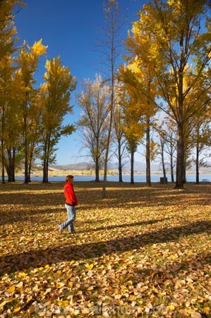 Alpine-Way;Australia;autuminal;autumn;autumn-colour;autumn-colours;autumn-leaves;autumnal;color;colors;colour;colours;deciduous;fall;fallen-leaves;female;leaf;leaves;N.S.W.;New-South-Wales;NSW;people;person;picnic-area;picnic-areas;season;seasonal;seasons;Snowy-Mountains;Snowy-Mountains-Drive;South-New-South-Wales;Southern-New-South-Wales;tree;trees;woman;women;yellow