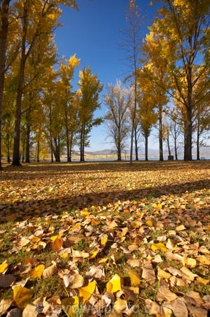 Alpine-Way;Australia;autuminal;autumn;autumn-colour;autumn-colours;autumn-leaves;autumnal;color;colors;colour;colours;deciduous;fall;fallen-leaves;leaf;leaves;N.S.W.;New-South-Wales;NSW;picnic-area;picnic-areas;season;seasonal;seasons;Snowy-Mountains;Snowy-Mountains-Drive;South-New-South-Wales;Southern-New-South-Wales;tree;trees;yellow
