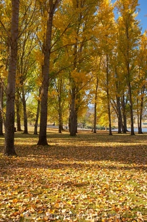 Alpine-Way;Australia;autuminal;autumn;autumn-colour;autumn-colours;autumn-leaves;autumnal;color;colors;colour;colours;deciduous;fall;fallen-leaves;leaf;leaves;N.S.W.;New-South-Wales;NSW;picnic-area;picnic-areas;season;seasonal;seasons;Snowy-Mountains;Snowy-Mountains-Drive;South-New-South-Wales;Southern-New-South-Wales;tree;trees;yellow
