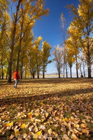 Alpine-Way;Australia;autuminal;autumn;autumn-colour;autumn-colours;autumn-leaves;autumnal;color;colors;colour;colours;deciduous;fall;fallen-leaves;female;leaf;leaves;N.S.W.;New-South-Wales;NSW;people;person;picnic-area;picnic-areas;season;seasonal;seasons;Snowy-Mountains;Snowy-Mountains-Drive;South-New-South-Wales;Southern-New-South-Wales;tree;trees;woman;women;yellow