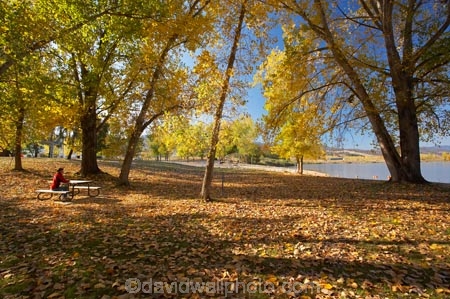 Alpine-Way;Australia;autuminal;autumn;autumn-colour;autumn-colours;autumn-leaves;autumnal;color;colors;colour;colours;deciduous;fall;fallen-leaves;female;leaf;leaves;N.S.W.;New-South-Wales;NSW;people;person;picnic-area;picnic-areas;season;seasonal;seasons;Snowy-Mountains;Snowy-Mountains-Drive;South-New-South-Wales;Southern-New-South-Wales;tree;trees;woman;women;yellow