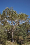 A.C.T.;ACT;Australasia;Australia;Australian-Capital-Territory;Booderee-N.P.;Booderee-National-Park;Booderee-NP;eucalypt;eucalypts;eucalyptus;eucalytis;gum;gum-tree;gum-trees;gums;Jervis-Bay;Jervis-Bay-Territory;N.S.W.;New-South-Wales;NSW;South-New-South-Wales;Southern-New-South-Wales;tree;trees