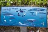 Australasia;Australia;N.S.W.;New-South-Wales;NSW;South-New-South-Wales;Southern-New-South-Wales;Ulladulla;whale-guide;whale-guides;Whale-Identification-Chart
