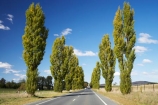 Australasia;Australia;autuminal;autumn;autumn-colour;autumn-colours;autumnal;avenue;avenues;Braidwood;color;colors;colour;colours;deciduous;driving;fall;highway;highways;Kings-Highway;leaf;leaves;N.S.W.;New-South-Wales;NSW;open-road;open-roads;poplar;poplar-tree;poplar-trees;poplars;road;road-trip;roads;season;seasonal;seasons;South-New-South-Wales;Southern-New-South-Wales;Southern-Tablelands;straight;transport;transportation;travel;traveling;travelling;tree;trees;trip