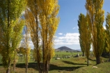 agricultural;agriculture;Australasia;Australia;autuminal;autumn;autumn-colour;autumn-colours;autumnal;Braidwood;color;colors;colour;colours;country;countryside;deciduous;fall;farm;farming;farmland;farms;field;fields;horticulture;Kings-Highway;leaf;leaves;meadow;meadows;N.S.W.;New-South-Wales;NSW;paddock;paddocks;pasture;pastures;poplar;poplar-tree;poplar-trees;poplars;rural;season;seasonal;seasons;South-New-South-Wales;Southern-New-South-Wales;Southern-Tablelands;tree;trees
