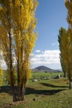 agricultural;agriculture;Australasia;Australia;autuminal;autumn;autumn-colour;autumn-colours;autumnal;Braidwood;color;colors;colour;colours;country;countryside;deciduous;fall;farm;farming;farmland;farms;field;fields;horticulture;Kings-Highway;leaf;leaves;meadow;meadows;N.S.W.;New-South-Wales;NSW;paddock;paddocks;pasture;pastures;poplar;poplar-tree;poplar-trees;poplars;rural;season;seasonal;seasons;South-New-South-Wales;Southern-New-South-Wales;Southern-Tablelands;tree;trees